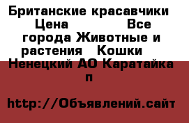 Британские красавчики › Цена ­ 35 000 - Все города Животные и растения » Кошки   . Ненецкий АО,Каратайка п.